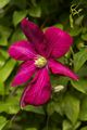 Clematis Kryspina-1 Powojnik